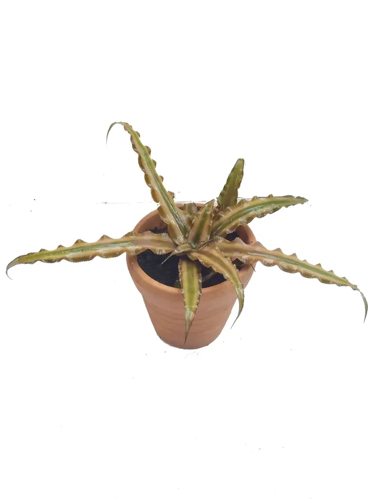 Cryptanthus.webp