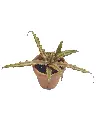 Cryptanthus.webp