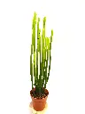 Euphorbia alluaudii.webp