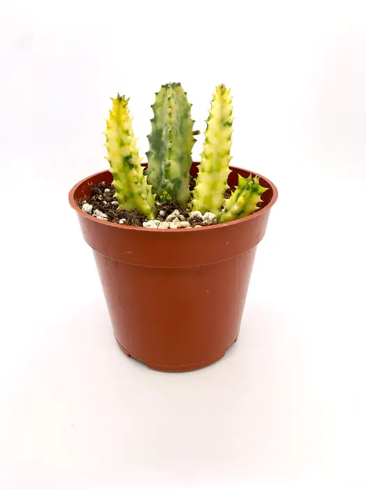 Huernia Zebrina Variegated.webp