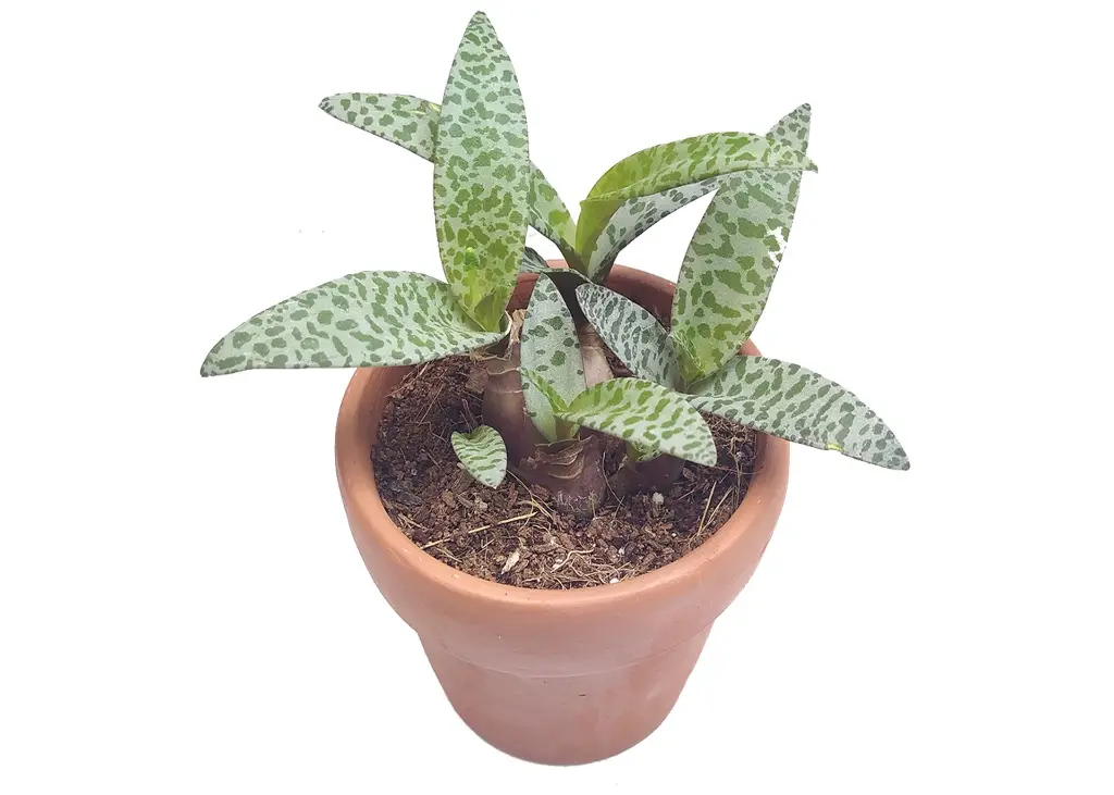 Ledebouria socialis.webp