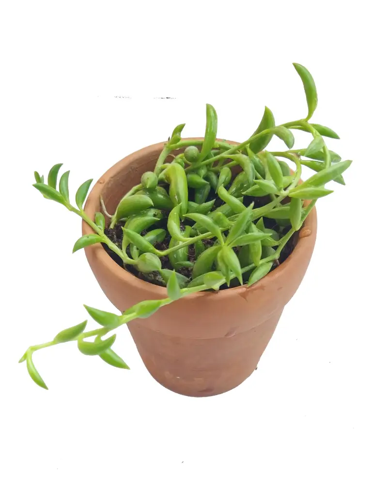 String of banana 1.webp