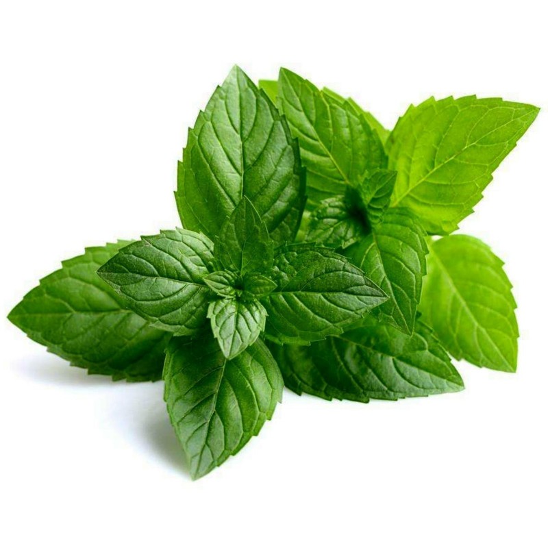 peppermint-seeds-mentha-piperita.jpg