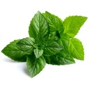 peppermint-seeds-mentha-piperita.jpg
