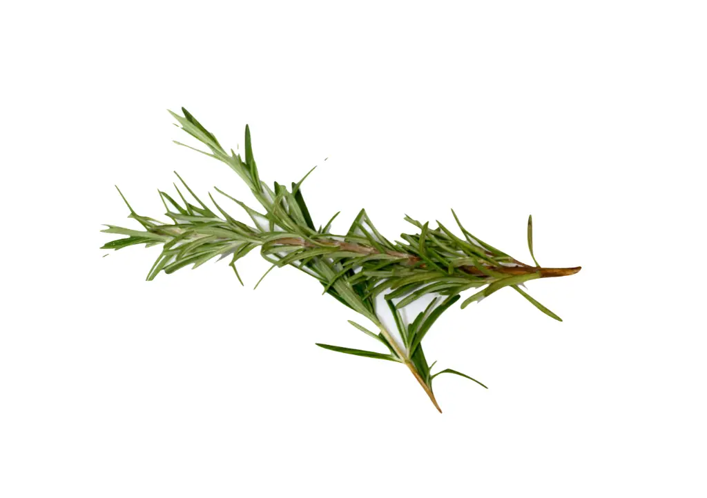 Screen Shot 2023-03-09 at 6.31.05 PM.webp