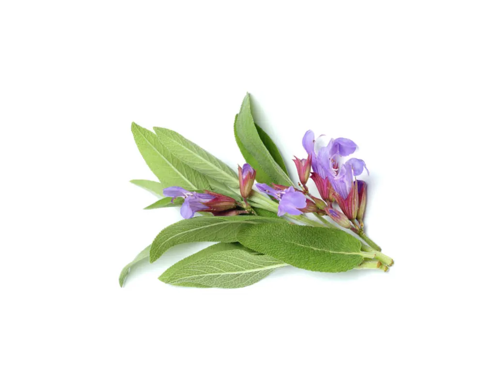 Sage (Salvia officinalis).webp