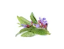 Sage (Salvia officinalis).webp