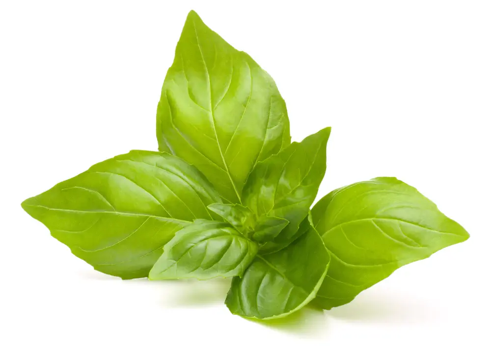 Basil.jpg.webp