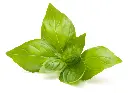 Basil.jpg.webp