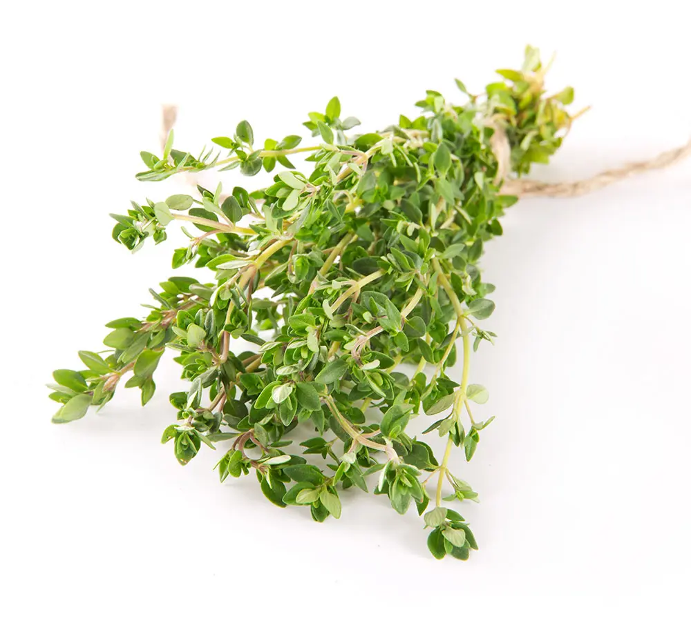 Lemon-Thyme.webp