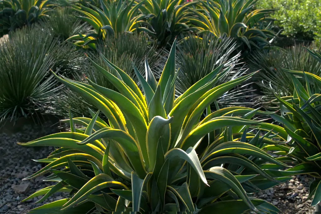 Agave-Desmettiana.webp