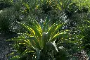 Agave-Desmettiana.webp
