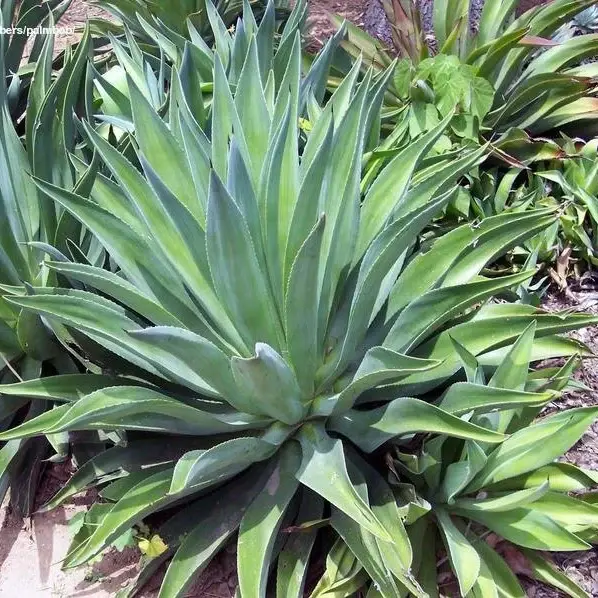 Agave_desmettiana-Smooth_Agave_1024x.jpg.webp