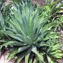 Agave_desmettiana-Smooth_Agave_1024x.jpg.webp