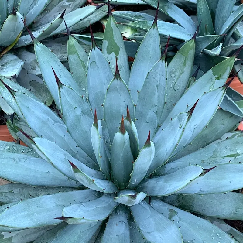 Agave-macroacantha-plants.webp