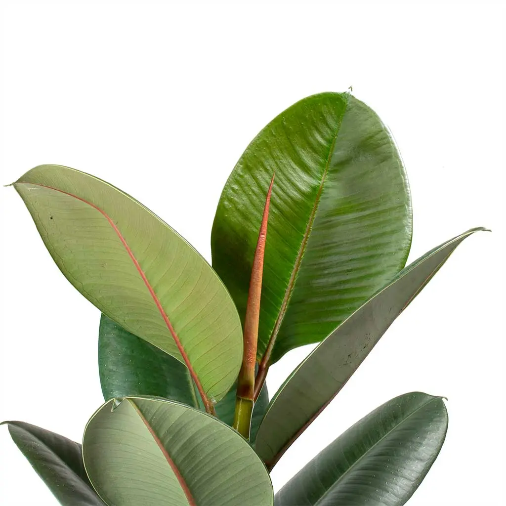 Ficus-elastica-Robusta-Rubber-Plant-Leaves_1200x.webp