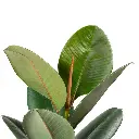 Ficus-elastica-Robusta-Rubber-Plant-Leaves_1200x.webp