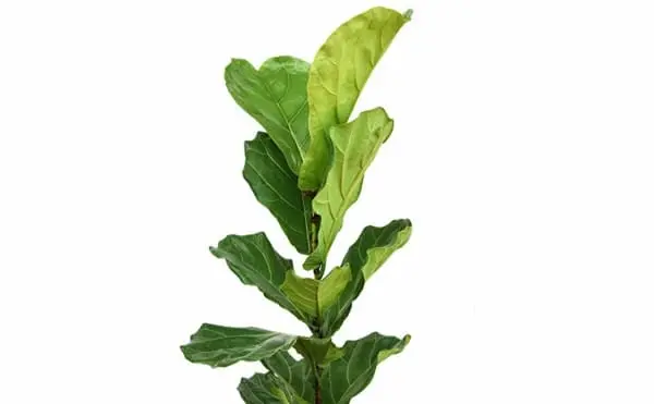 fiddle-leaf2-600x371.webp