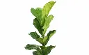 fiddle-leaf2-600x371.webp