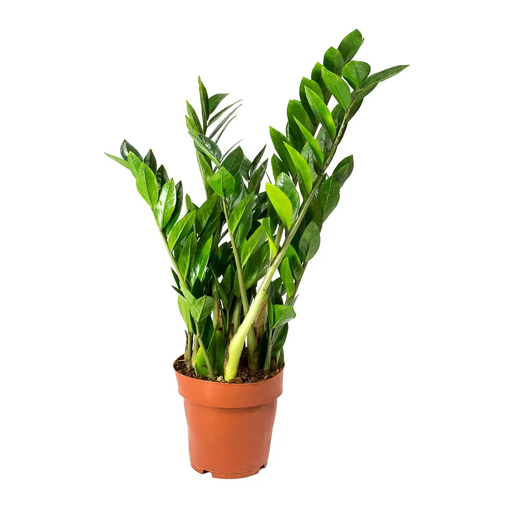 Zamioculcas-zamiifolia-ZZ-Plant_1200x.jpg.webp
