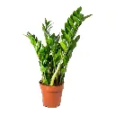 Zamioculcas-zamiifolia-ZZ-Plant_1200x.jpg.webp