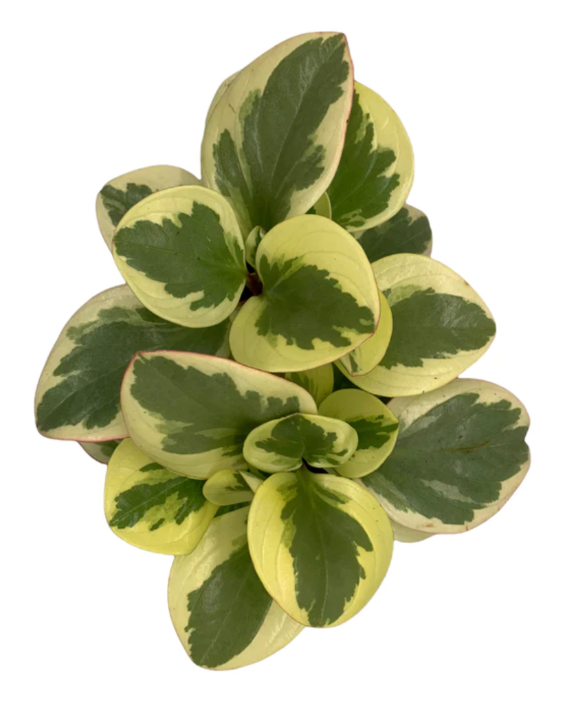 Screen Shot 2025-11-03 at 10.03.24 AM.webp