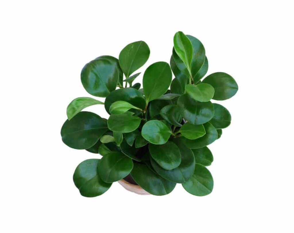 Screen Shot 2025-11-03 at 10.15.27 AM.webp