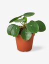 4_PILEA_PEPEROMIODES_1024x.jpg.webp