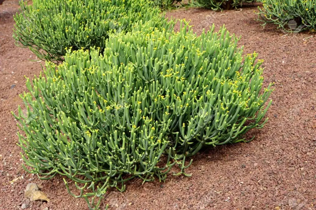 Euphorbia mauritanica (16cm Pot)