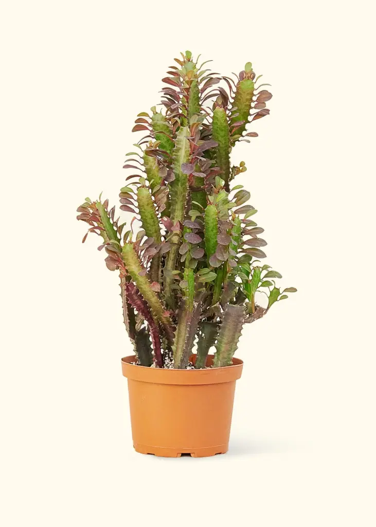Euphorbia trigona (16cm Pot)