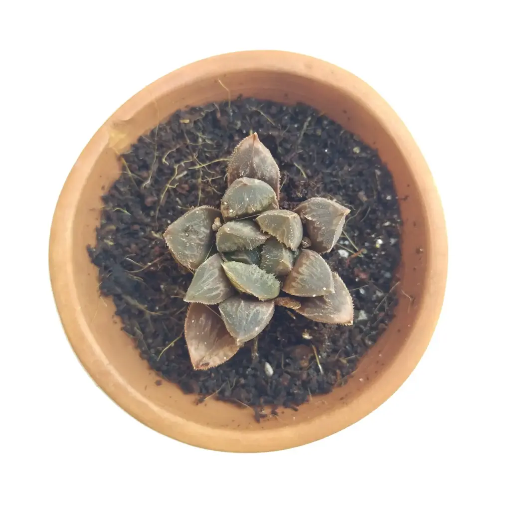 Haworthia Chocolate (8cm Pot)