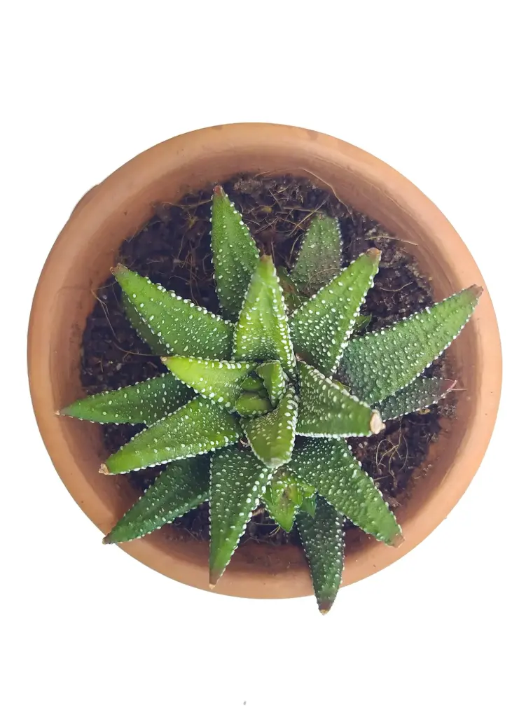 Haworthia Concolor