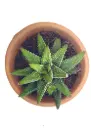 Haworthia Concolor