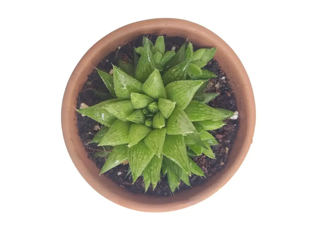 Haworthia cooperi (Haworthia batesiana)