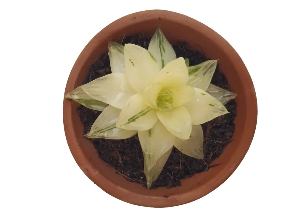 Haworthia cymbiformis 'Star Window Plant' variegata (8cm Pot)