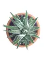 Haworthia Fasciata