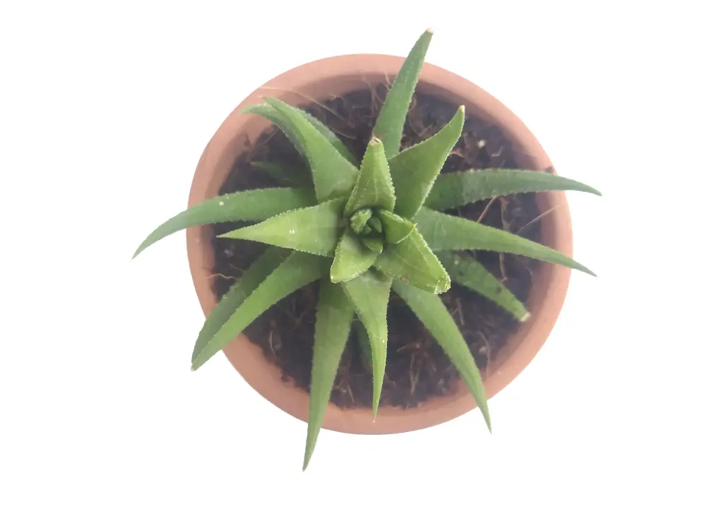 Haworthia glabrata (8cm Pot)