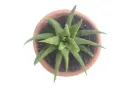 Haworthia glabrata
