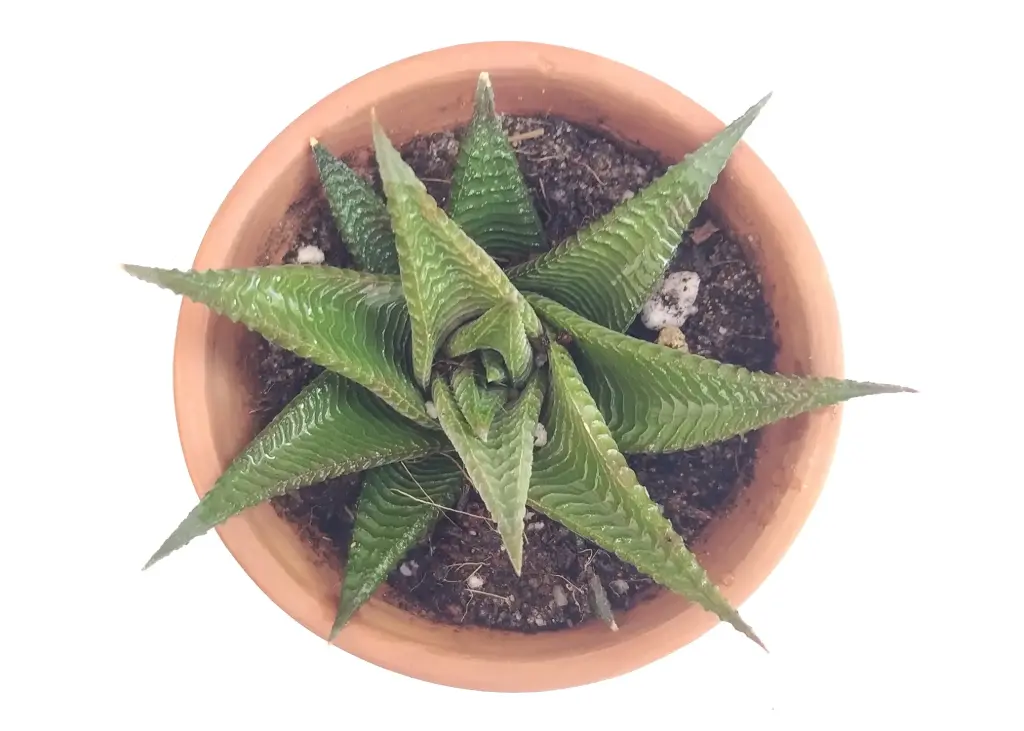 Haworthia limifolia