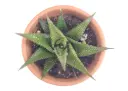 Haworthia limifolia