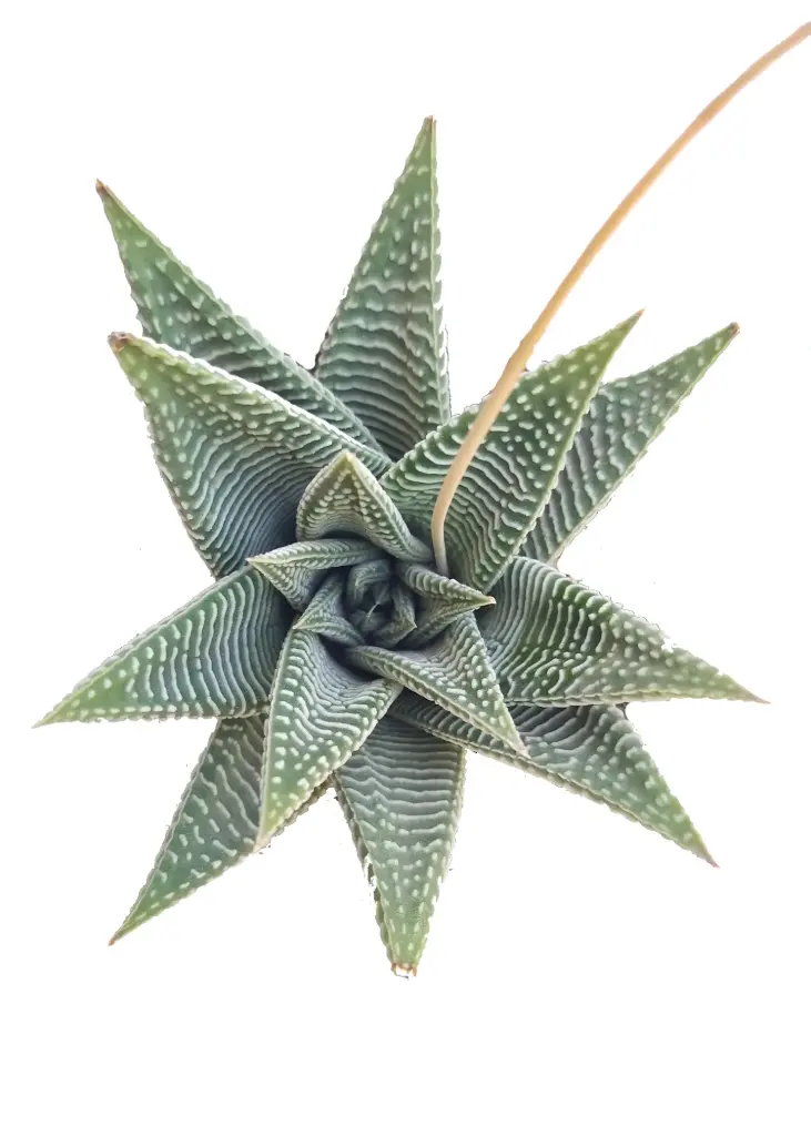 Haworthia limifolia 'Spider white'