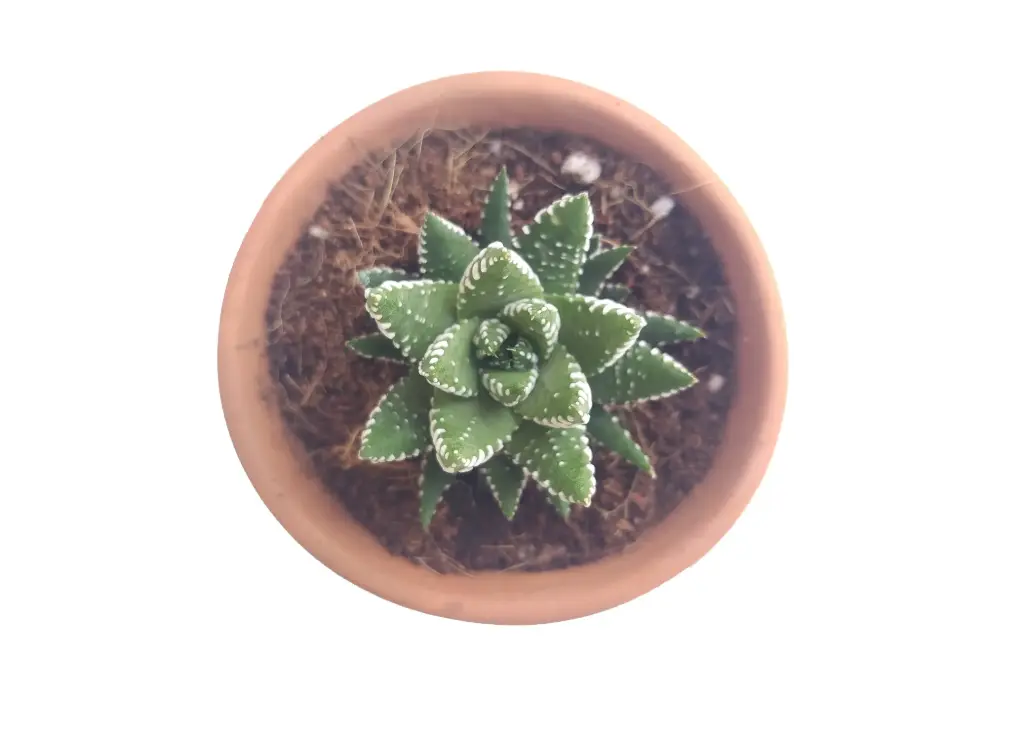 Haworthia reinwardti (8cm Pot)
