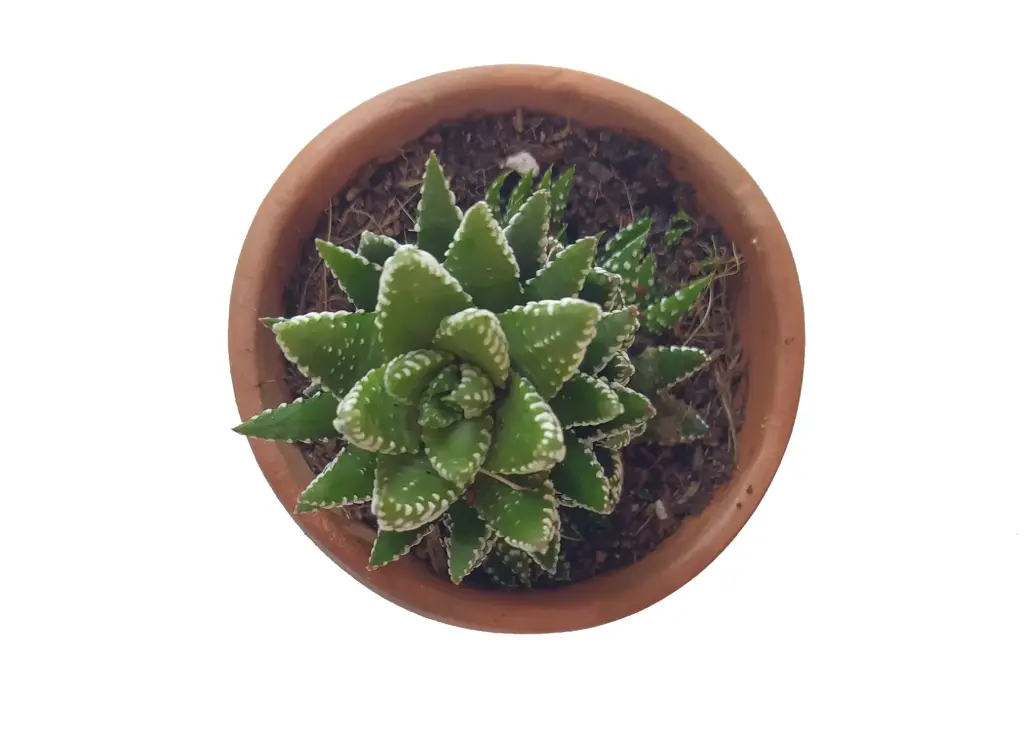 Haworthia reinwardtii f. zebrina (8cm Pot)