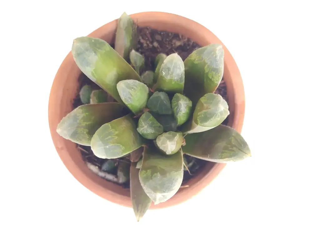 Haworthia V (8cm Pot)