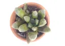 Haworthia V