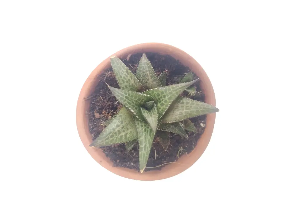 Haworthia venosa
