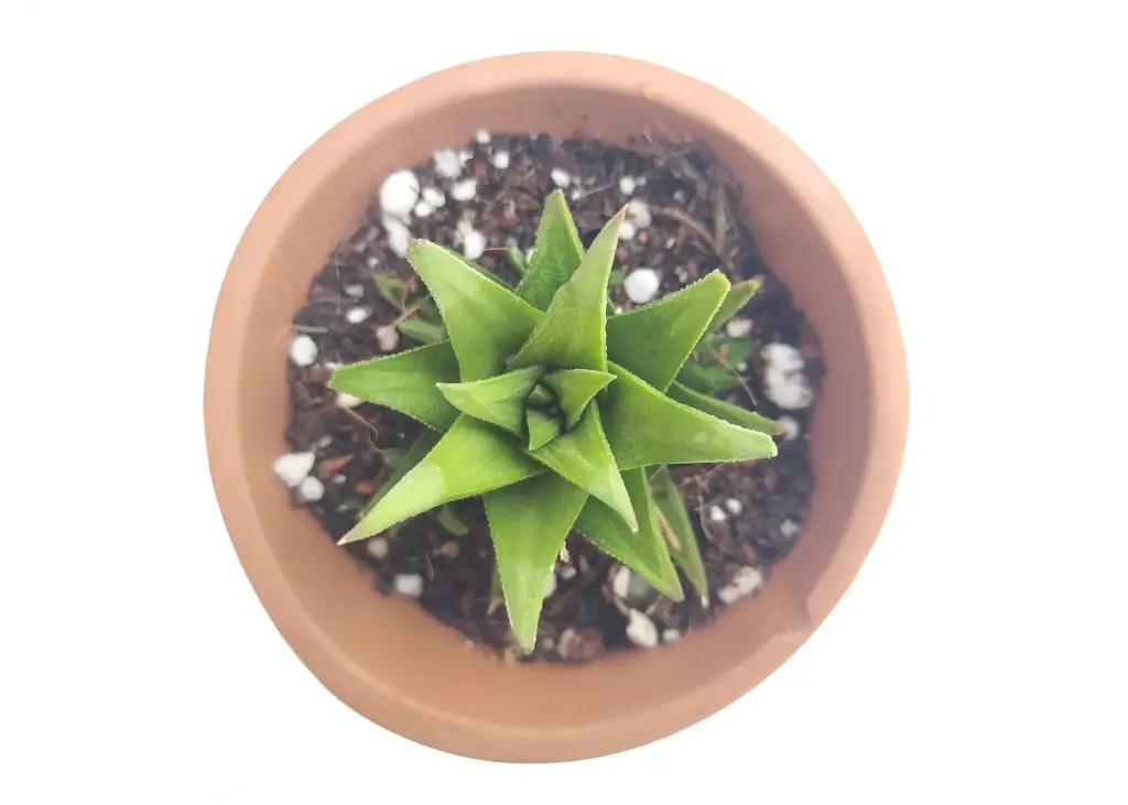 Haworthia viscosa (8cm Pot)