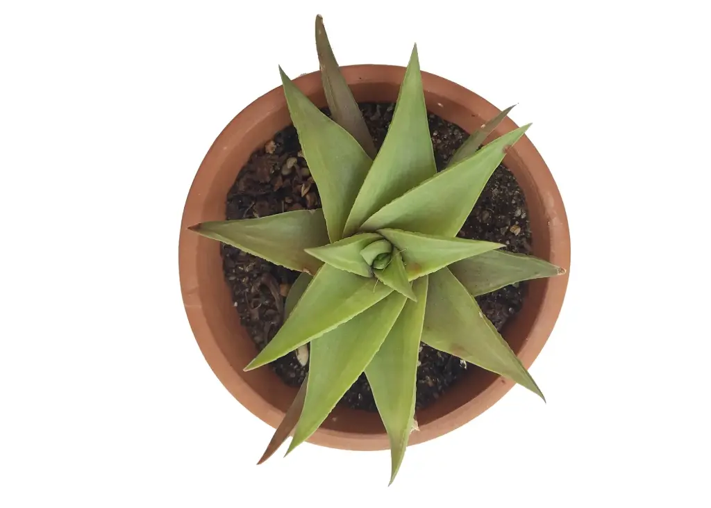 Haworthiopsis limifolia var. ubomboensis