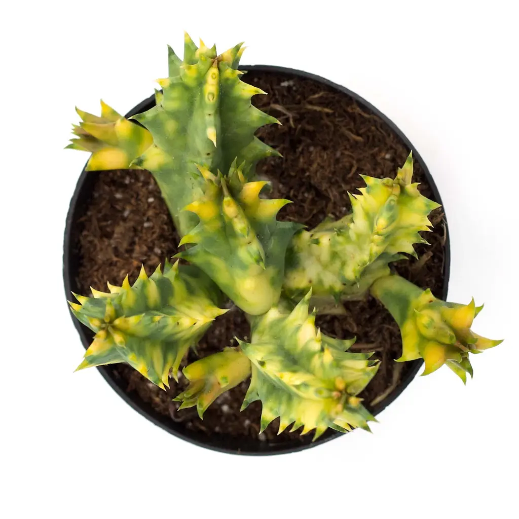Huernia zebrina variegata (8cm Pot)