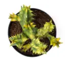 Huernia zebrina variegata